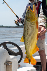 Fisherman holding golden dorado fish with lip grip scale on boat over river water © MatiasLeonel