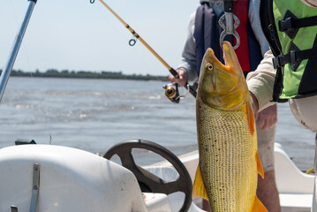 Fisherman holding golden dorado fish with lip grip scale on boat over river water © MatiasLeonel