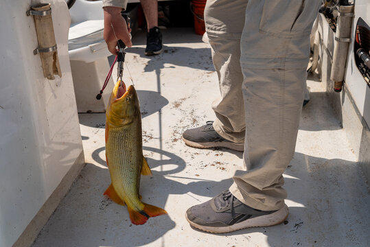 Fisherman holding golden dorado fish with lip gripper on boat deck