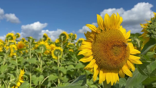 A blooming field of sunflowers sways in the wind on a warm sunny day