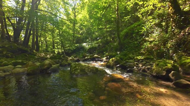 Forest Creek FPV Drone Low Flight Through Serene Moss Covered Rocky Stream in Lush Summer Forest