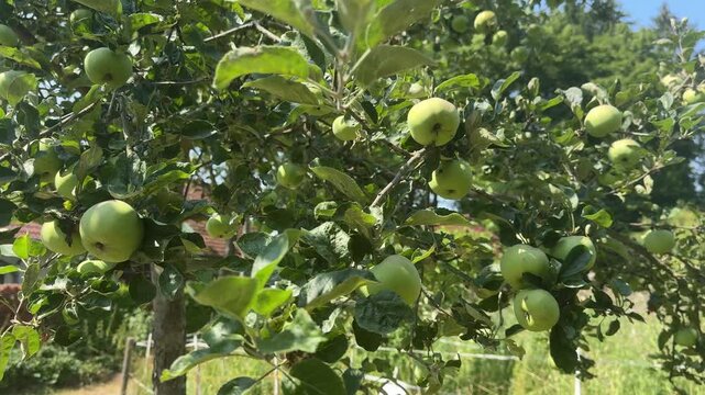 green apples on tree