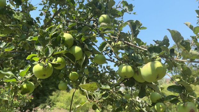 green apple tree