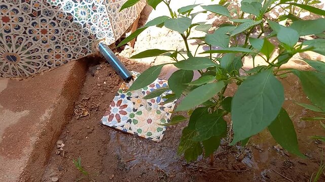 Watering plant with Moroccan zellige tiles in garden