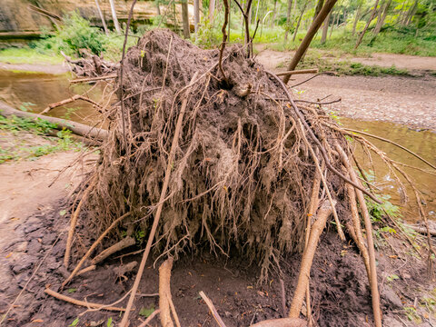 Close up of the massive exposed root system and dirt of a fallen tree next to a forest stream