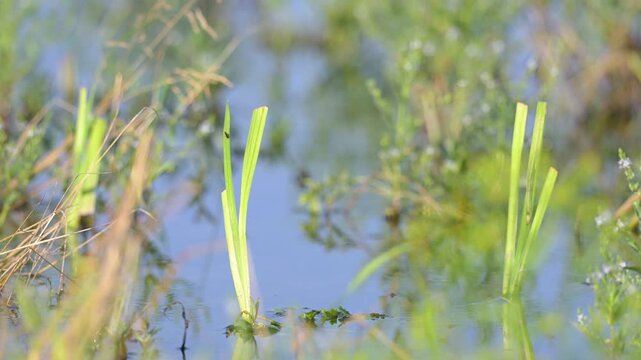 Three-banded sawfly in flight landing on a yellow flag iris leaf before flying off. Macrophya montana, Iris pseudacorus, Indre-et-Loire 37, r&eacute;gion Centre Val de Loire, France, European Union, Europe