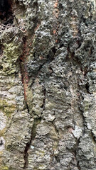 Fototapeta premium Texture of rough, gray and brown tree bark with deep vertical cracks