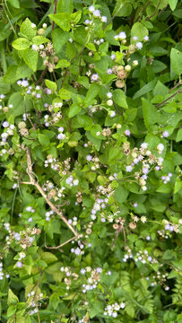 Ageratum conyzoides plant with small pale blue flowers and green leaves