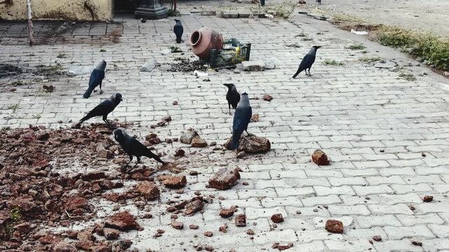Black crows are enjoying on the ground near debris