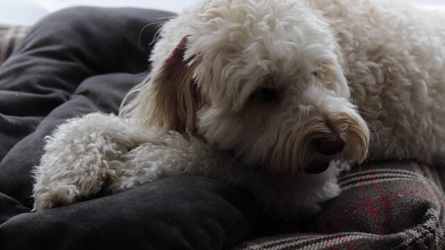 white curly dog eating dried meat treat on owner lap, close up of labradoodle chewing jerky snack at home, cozy indoor moment with pet, concept of pet care, dog food brand, veterinary clinic