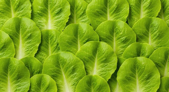 A dense arrangement of vibrant green lettuce leaves creates a textured background. The leaves are tightly packed, showcasing their crisp edges and fresh appearance.