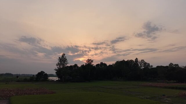 Serene rural landscape at sunset with silhouetted trees and soft clouds over agricultural fields