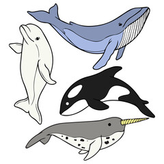 Colorful marine mammals vector illustration set, hand drawn blue whale, dolphin, orca, and narwhal on blank background © Faatih