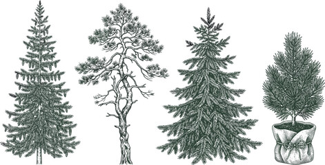 Hand Drawn Coniferous Tree Vector Set Featuring Evergreen Pine Fir Spruce and Potted Christmas Trees Isolated on White Background for Winter Holiday Designs © ProtapChandra