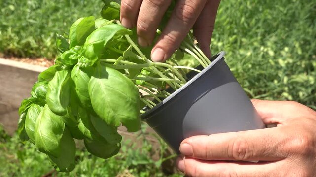 Close-up of gardener's hands holding a pot of fresh green basil plants ready for planting in a vegetable garden outdoors