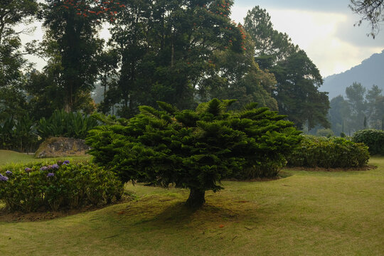 Umbrella-shaped conifer tree growing on a manicured green lawn