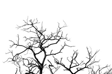Obraz premium Black and white silhouette of dead tree branches against white sky with large copy space representing climate change, drought, environmental degradation, nature conservation and minimal design.