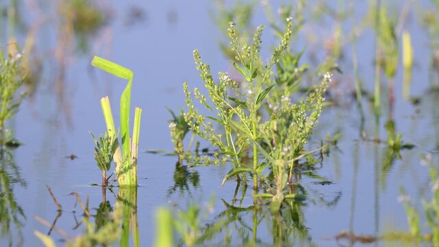 Yellow flag iris planted at the water's edge to restore and naturalize the banks of a pond. Iris pseudacorus, Veronica anagallis aquatica, Aphthona sp, Indre-et-Loire 37, r&eacute;gion Centre, France, Europe