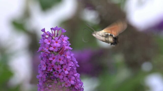 Hummingbird Hawk Moth (Macroglossum stellatarum) hovering and feeding on Buddleia flowers in a garden. July, Kent, UK [Slow motion x10]
