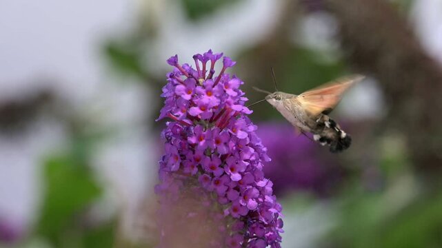 Hummingbird Hawk Moth (Macroglossum stellatarum) hovering and feeding on Buddleia flowers in a garden. July, Kent, UK [Slow motion x10]