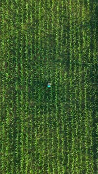 Aerial drone view of a lone person standing in a vast green cornfield rows under bright sunlight