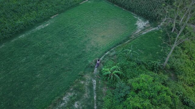 Aerial drone view of a person walking on a dirt path through lush green agricultural fields and