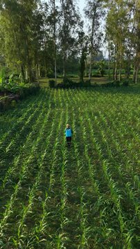 Aerial drone view of single person standing in vast green cornfield rows surrounded by lush trees