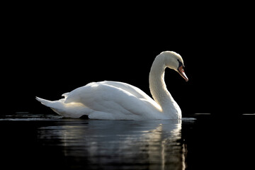 Fototapeta premium swimming swan
