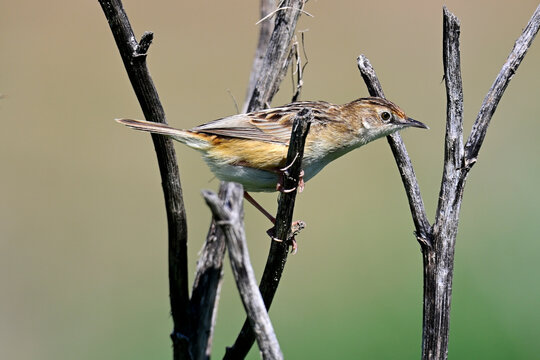 Zistens&auml;nger, Cistens&auml;nger // Zitting cisticola (Cisticola juncidis) - Nationalpark Coto de Do&ntilde;ana, Spanien