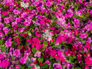 Obraz premium Multiple exposure effect on a background of blooming pink impatiens flowers.