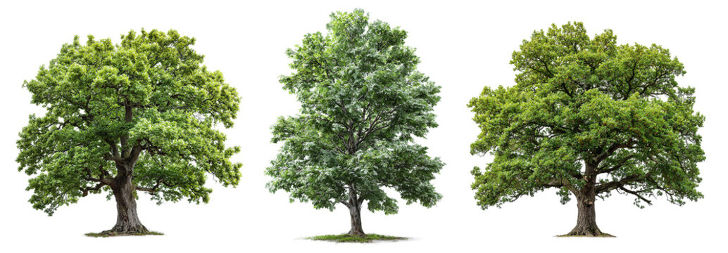 Three trees are depicted against a transparent background. Each tree has a unique arrangement of leaves and trunk shape. These trees represent different stages of growth and types of foliage.