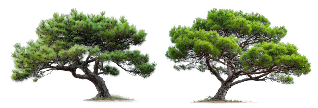 Two trees are depicted against a transparent background. Each tree has its own shape and size. Both trees have green needles and rough bark. Their outlines are clearly visible in the photograph in day