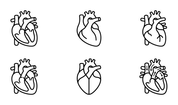 Human heart anatomy line icons, 6 medical organ vector symbols, cardiology healthcare graphics