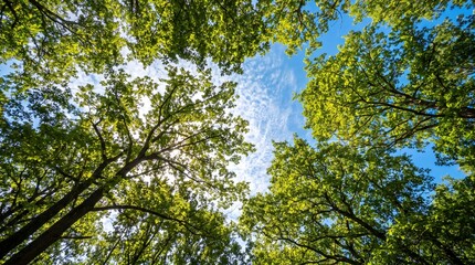 Fototapeta premium green forest in the morning