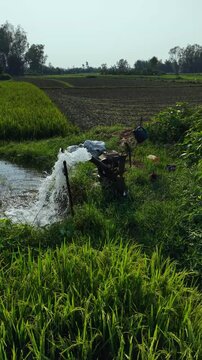 Rural irrigation pump water flowing into lush green rice paddy fields on a sunny day agricultural