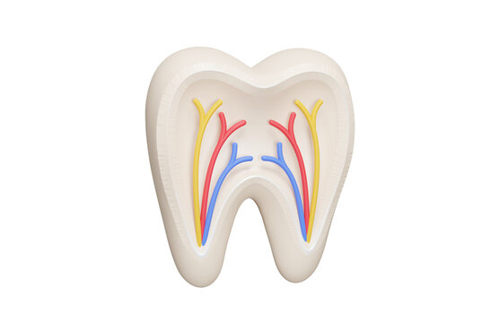 Tooth anatomy 3d icon. Dental structure with pulp, nerves and blood vessels for oral health and endodontic concept. Isolated 3D object.