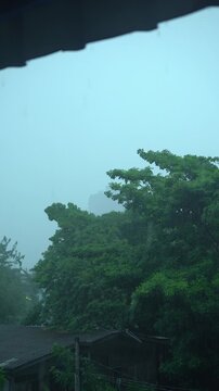 Big Tree and Cabin House in Heavy Rain Viewed from Under Roof Overhang