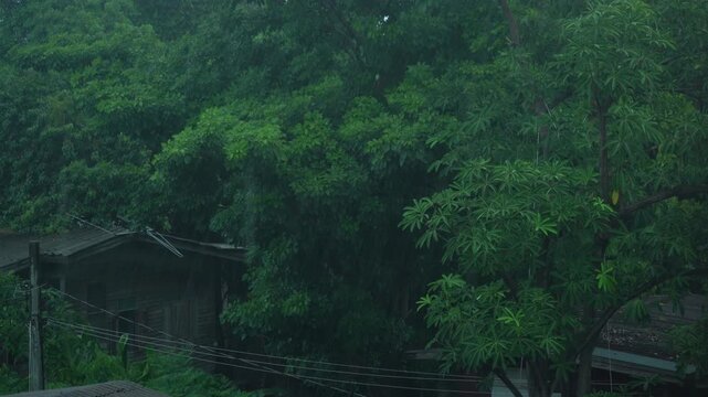 Cozy Wooden Cabin in the Forest Surrounded by Trees During Heavy Rain