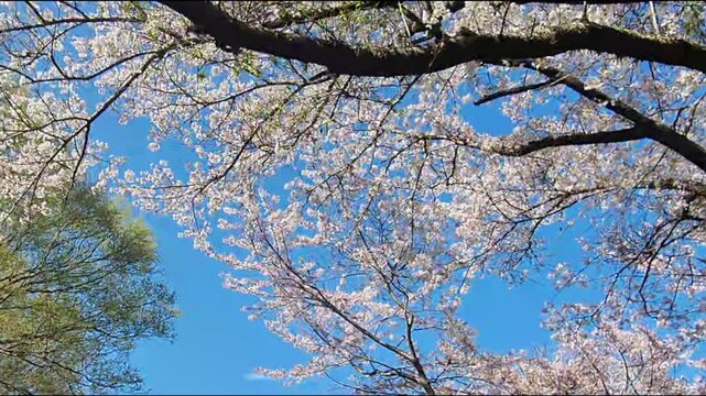 Beautiful cherry blossom trees bloom against a clear blue sky in spring.