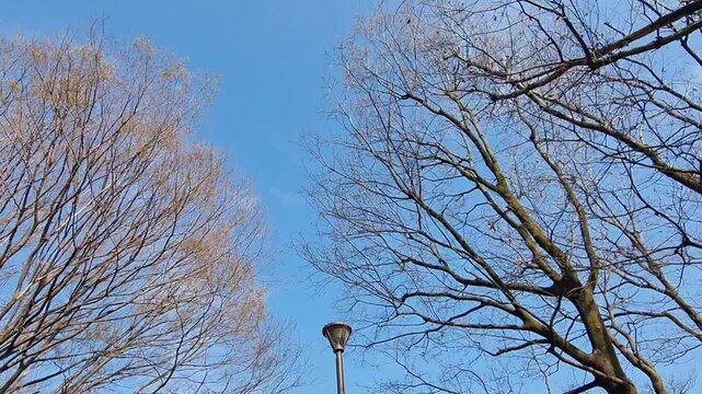 Low angle view of bare deciduous tree branches reaching toward a clear bright blue sky during early spring season.
