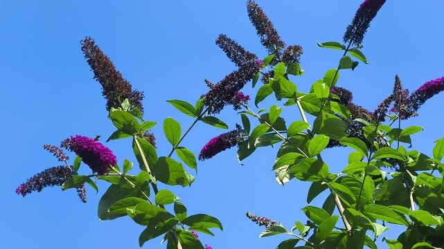 Purple Buddleja Flowers Blooming Against Blue Sky in Summer Garden