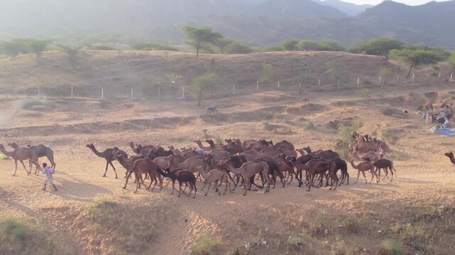 Herd of camels walking across desert dunes during Pushkar Camel Fair, Rajasthan, India