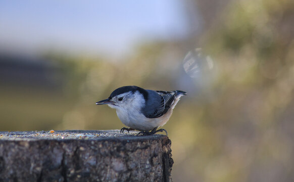 White-Breasted Nuthatch with Food on Tree Stump in Winter