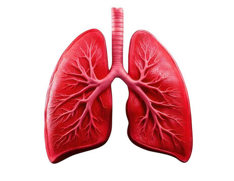 Anatomical illustration of human lungs showing healthy red organ structure for medical science and health awareness isolated on transparent background