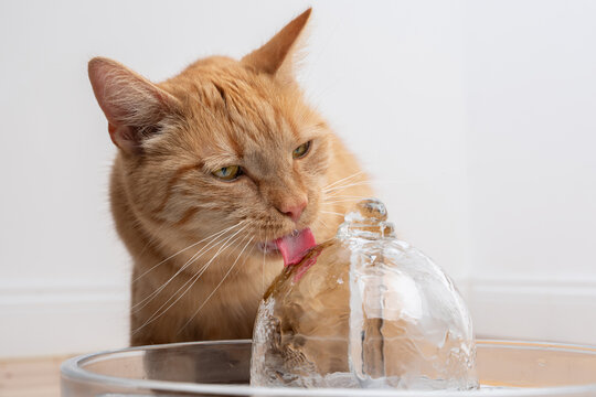 close up of an orange cat drinking fresh water from a glass pet fountain indoors on white background with copy space