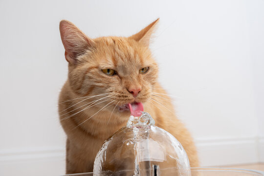 close up of an orange cat drinking fresh water from a glass pet fountain indoors on white background with copy space