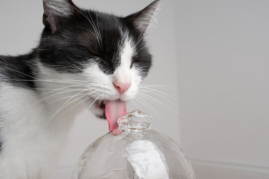 tuxedo cat drinking fresh flowing water from glass pet fountain indoors on white background with copy space