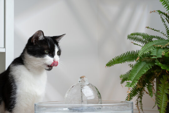 thirsty tuxedo cat looking at pet water fountain curiously
