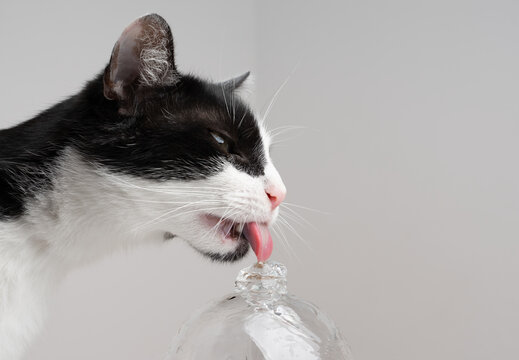 tuxedo cat drinking fresh flowing water from glass pet fountain indoors on white background with copy space