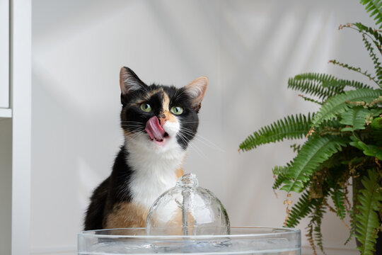 calico cat with a glass pet water fountain indoors with copy space